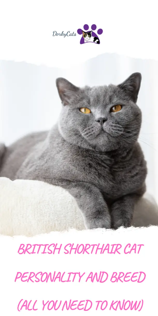 British Shorthair Cat Personality And Breed All You Need To Know