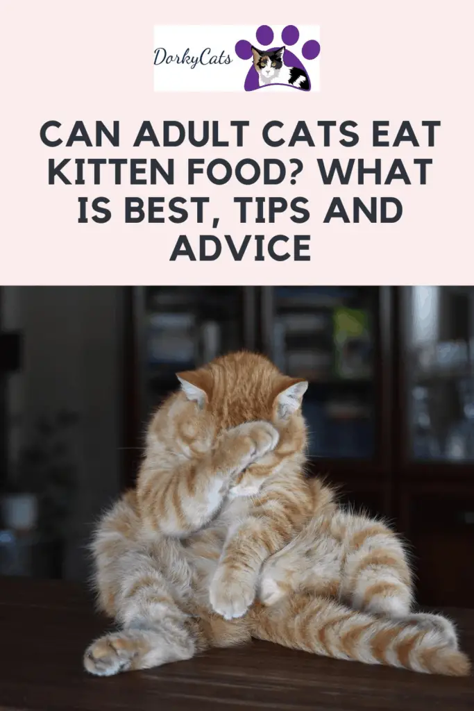 CAN ADULT CATS EAT KITTEN FOOD? WHAT IS BEST, TIPS AND ADVICE - oin for Pinterest