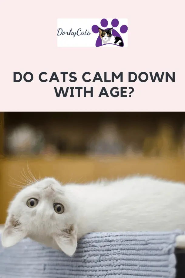 DO CATS CALM DOWN WITH AGE? 5 THINGS TO KNOW DorkyCats