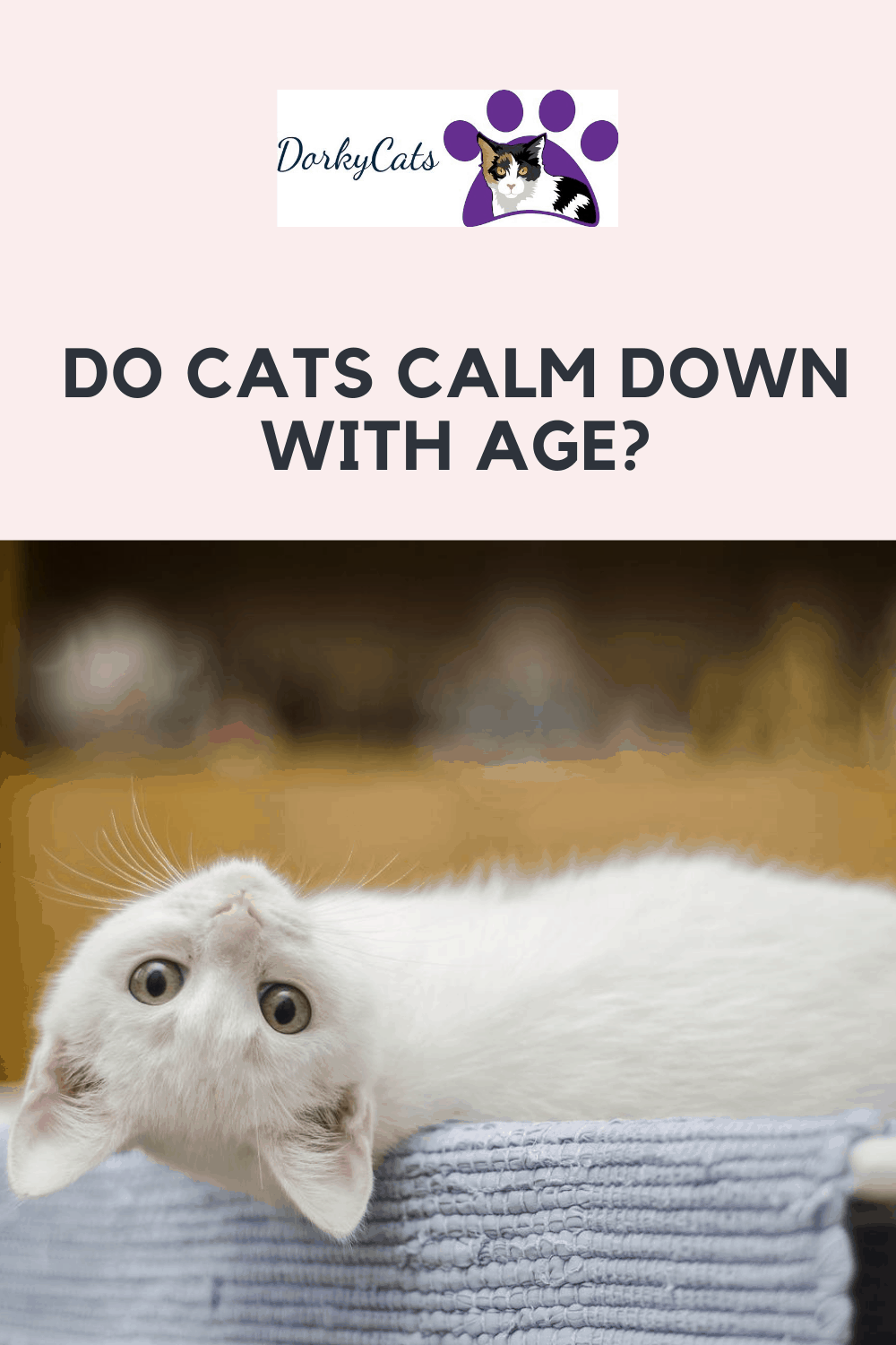 DO CATS CALM DOWN WITH AGE? Dorkycats