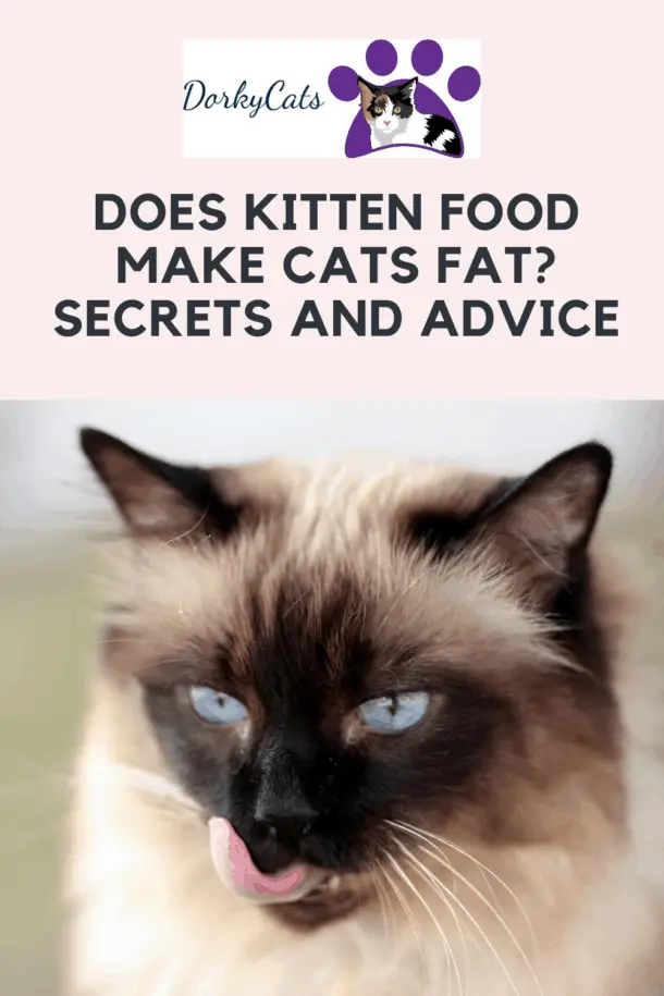 DOES KITTEN FOOD MAKE CATS FAT? SECRETS AND ADVICE