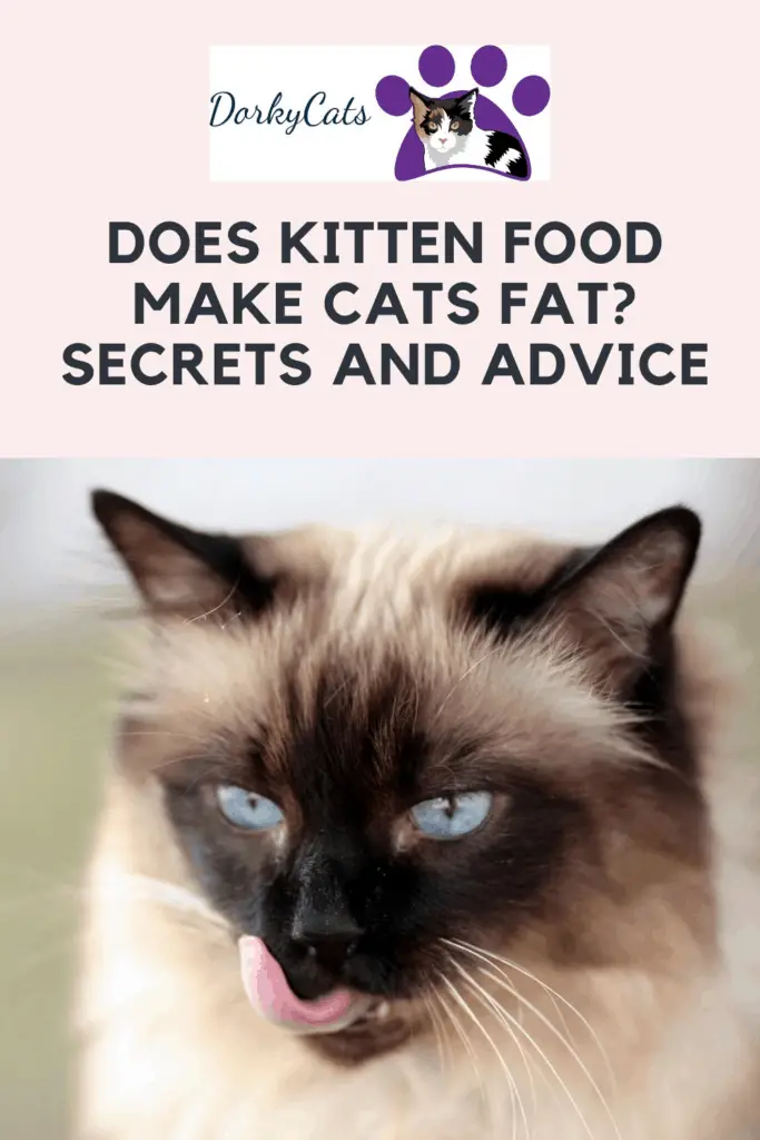 Does kitten food make cats fat - Pinterest pin