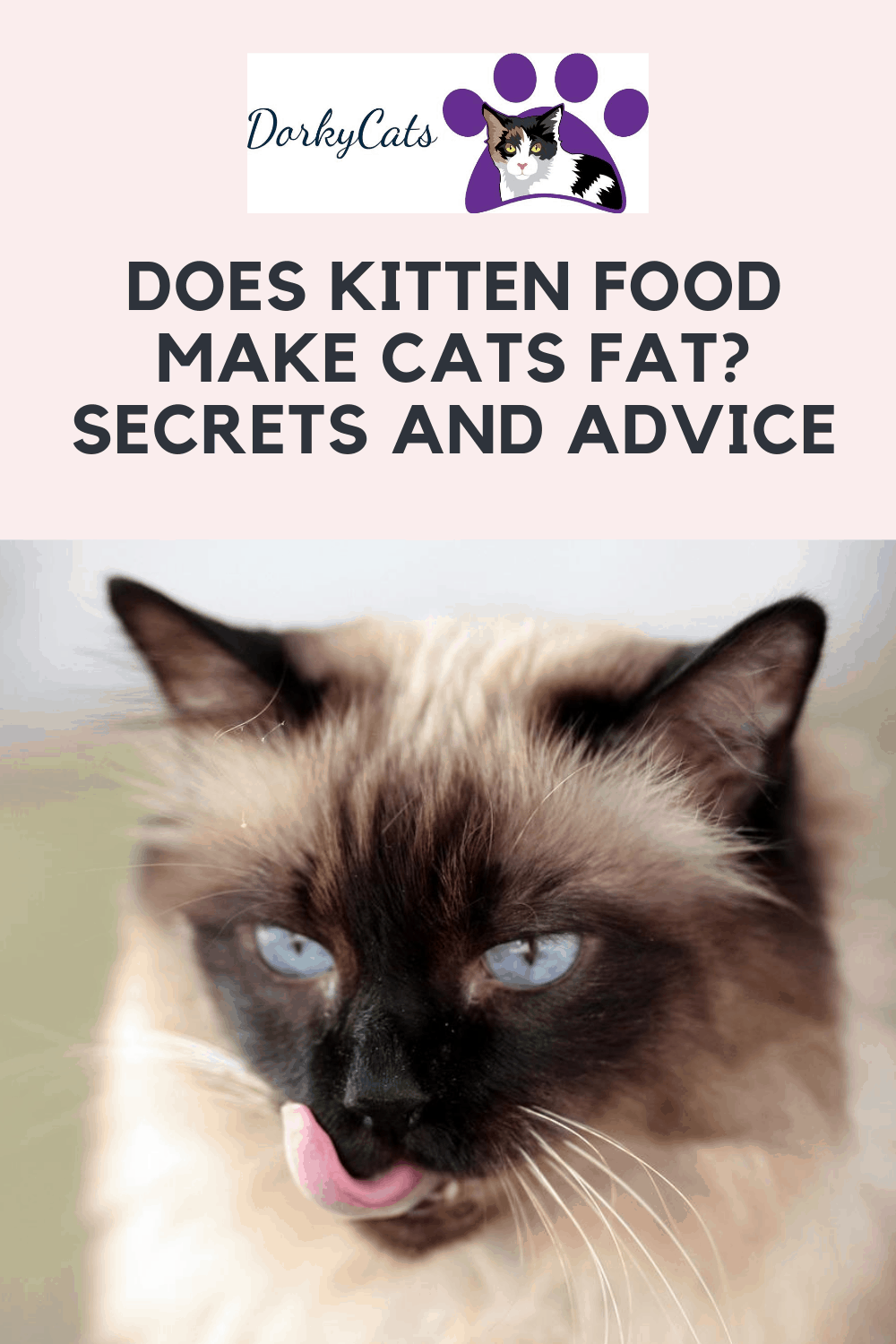 DOES KITTEN FOOD MAKE CATS FAT? SECRETS AND ADVICE