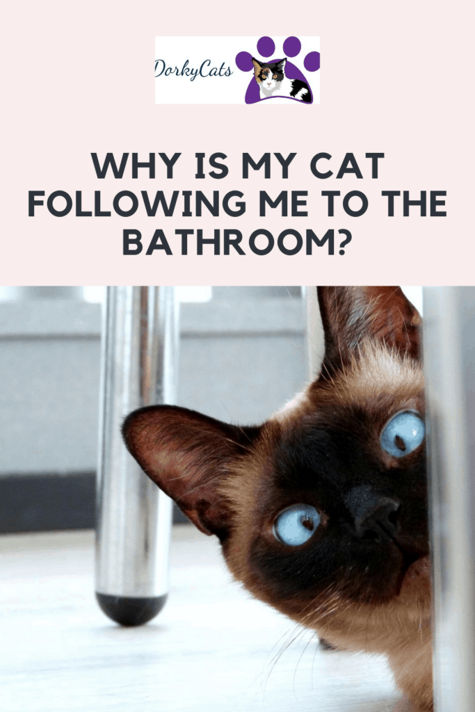 Pinterest Pin - Why is my cat following me to the bathroom