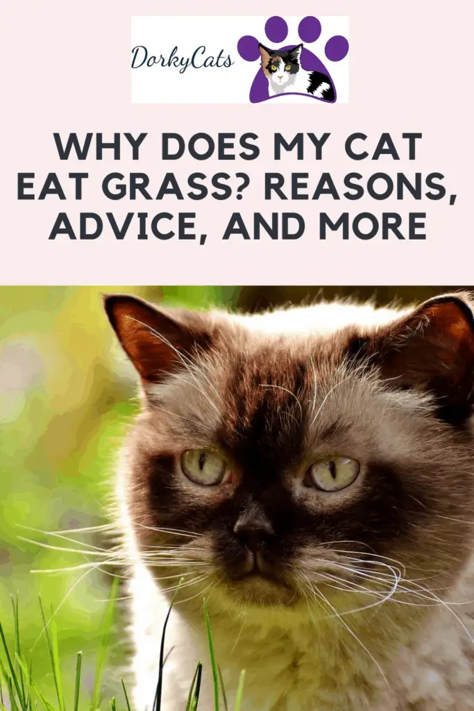 Pinterest pin for WHY DOES MY CAT EAT GRASS