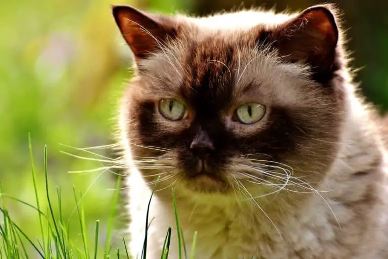 WHY DOES MY CAT EAT GRASS? 4 REASONS