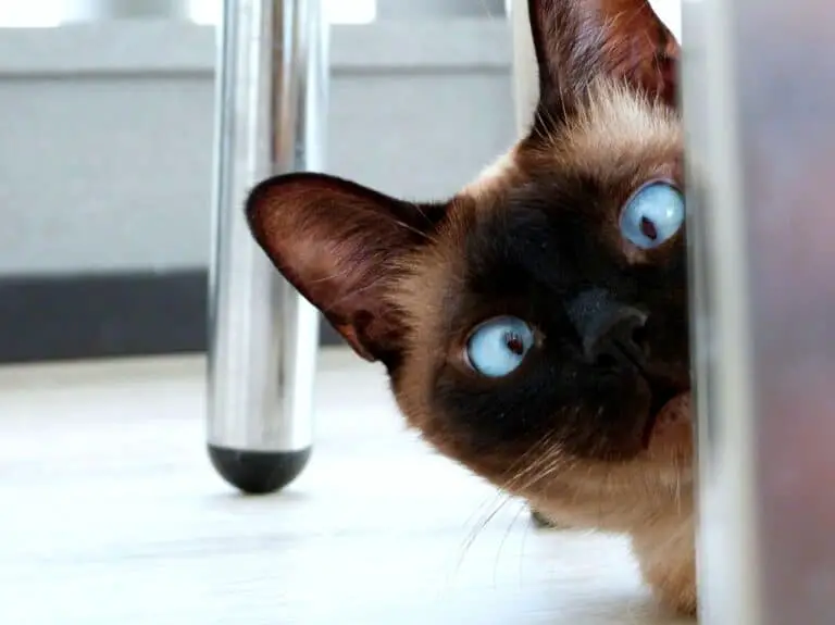 WHY IS MY CAT FOLLOWING ME TO THE BATHROOM? 8 REASONS