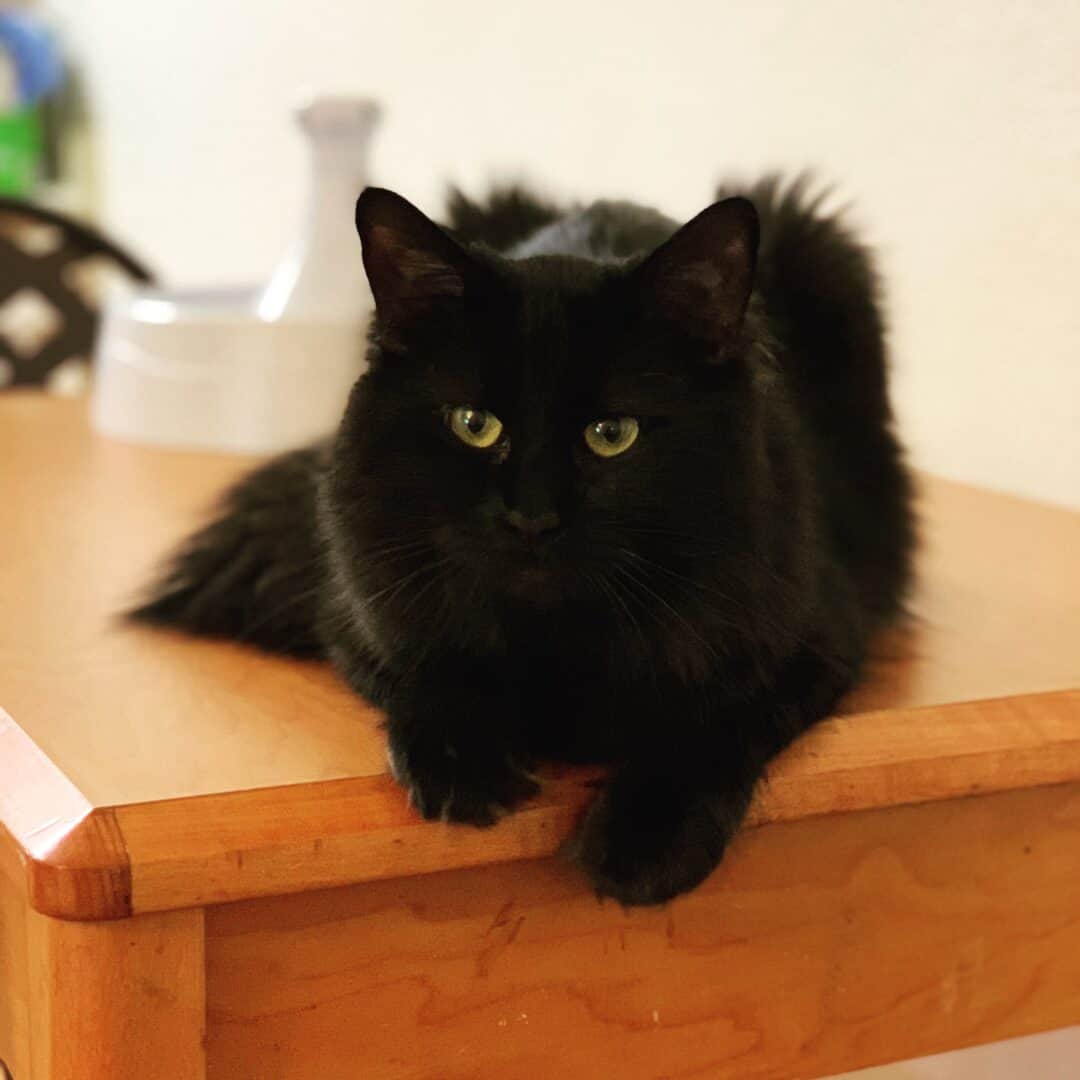 WHY DO CATS LIKE PEOPLE WHO ARE ALLERGIC TO THEM? CONTROVERSIAL REASONS