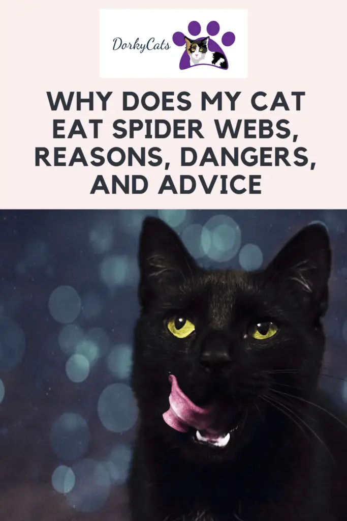 Why does my cat eat spider webs- Pinterest pin