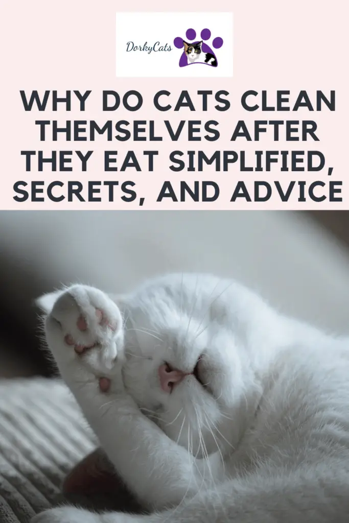 Why do cats clean themselves after they eat - Pinterest Pin