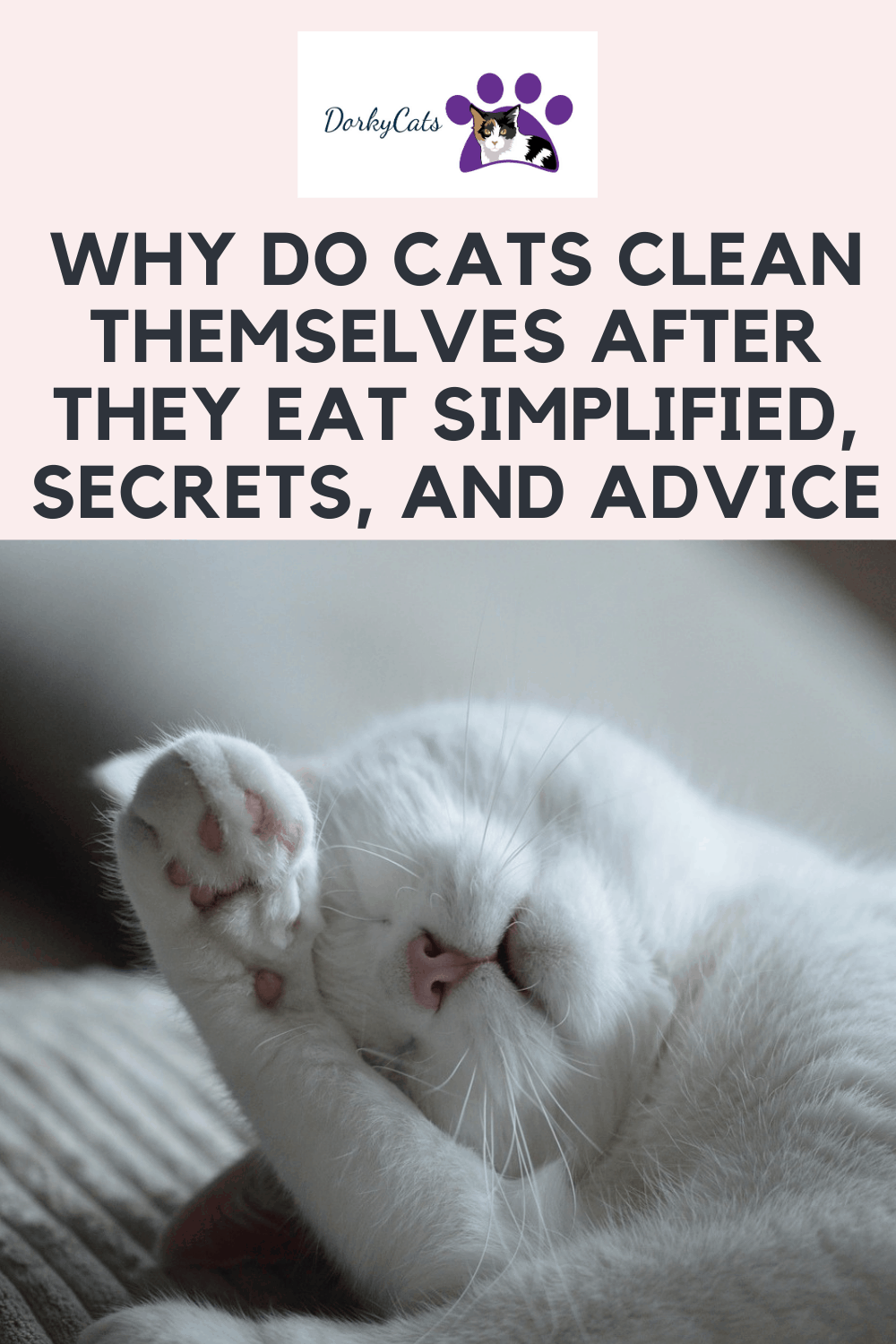 WHY DO CATS CLEAN THEMSELVES AFTER THEY EAT? 4 SURPRISING REASONS