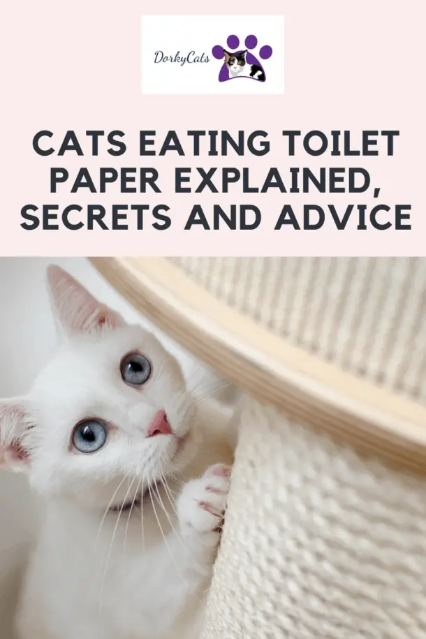CATS EATING TOILET PAPER EXPLAINED, SECRETS AND ADVICE