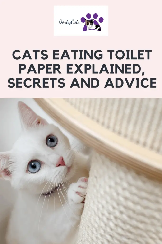 Cats eating toilet paper - Pinterest Pin