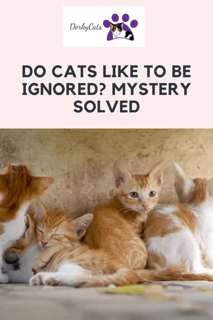 Do cats like to be ignored - Pinterest Pin