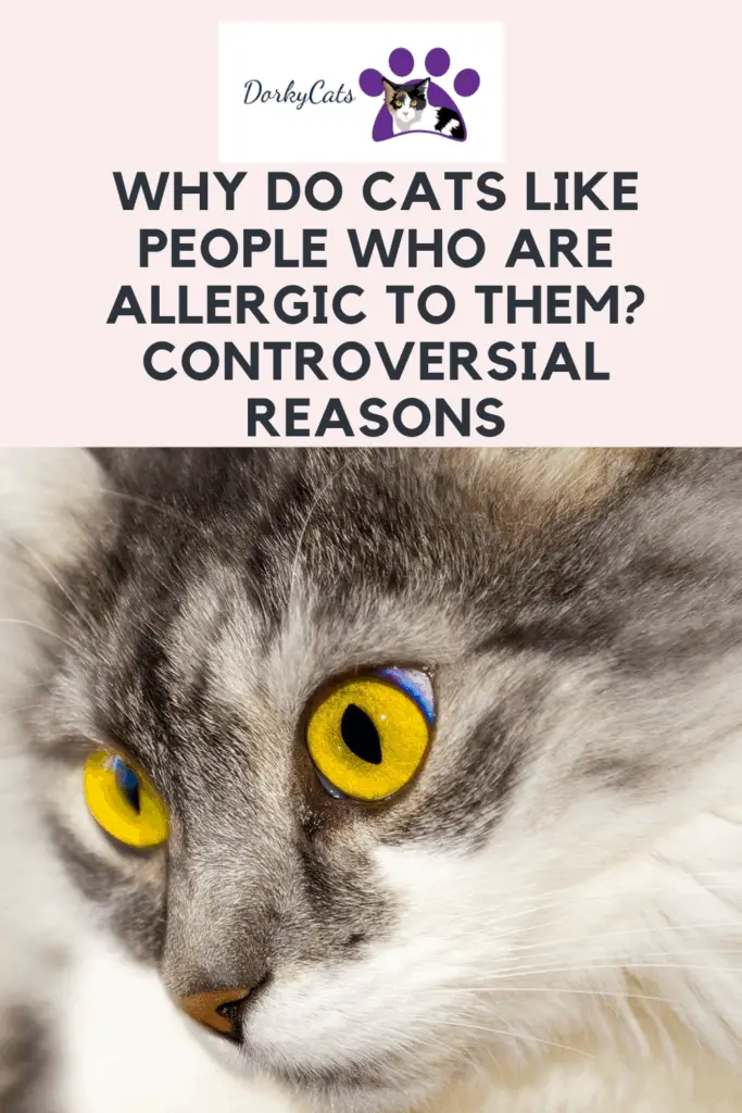 Why do cats like people who are allergic to them - Pinterest Pin