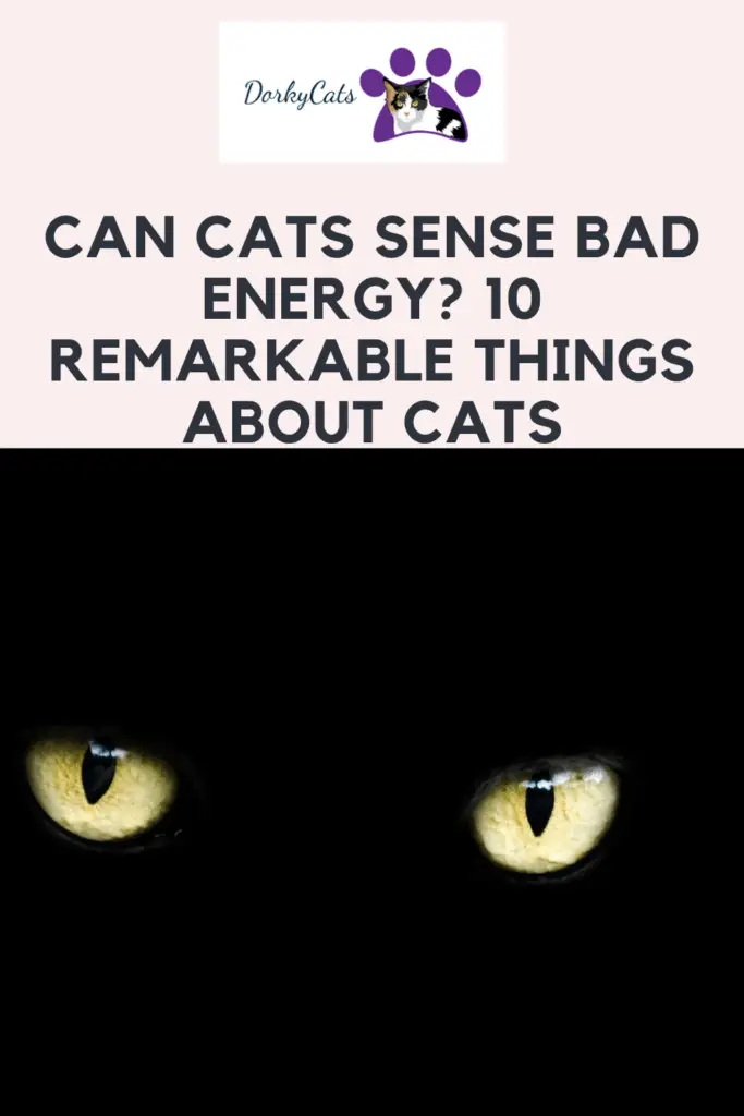 Can cats sense bad energy - Pinterest PIN