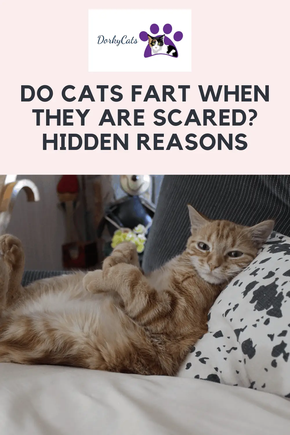 DO CATS FART WHEN THEY ARE SCARED? HIDDEN REASONS Dorkycats