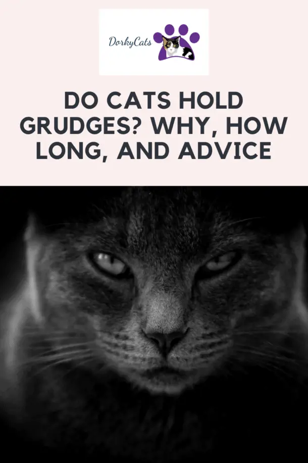 DO CATS HOLD GRUDGES? WHY, HOW LONG, AND ADVICE