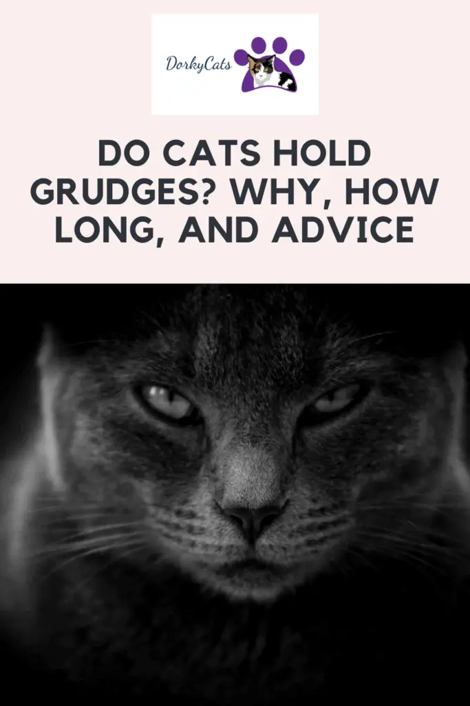 Do Cats Hold Grudges - Pinterest Pin
