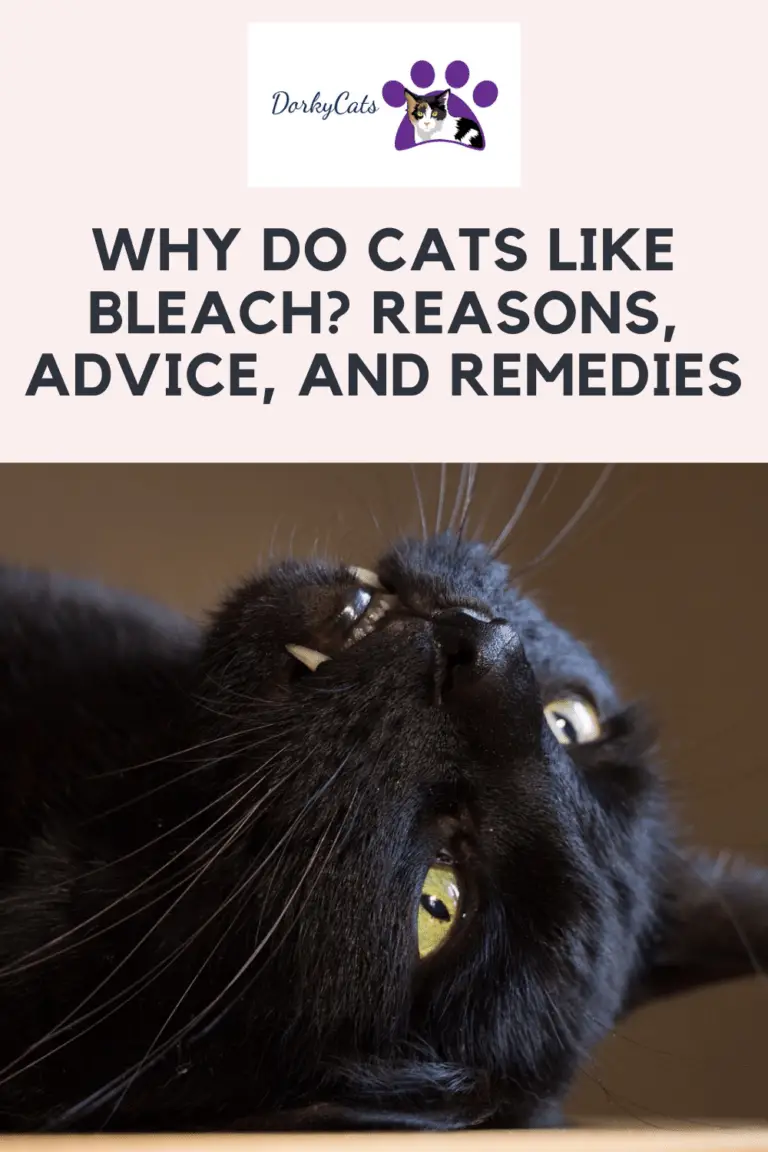 WHY DO CATS LIKE BLEACH? REASONS, ADVICE, AND REMEDIES