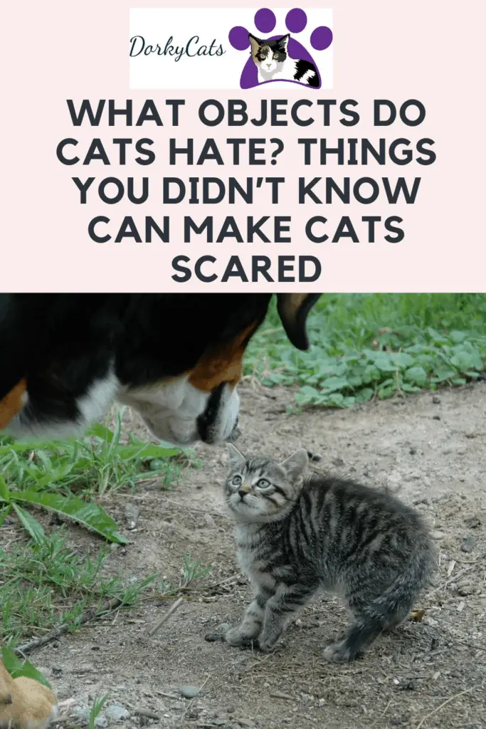 What objects do cats hate? - Pinterst Pin