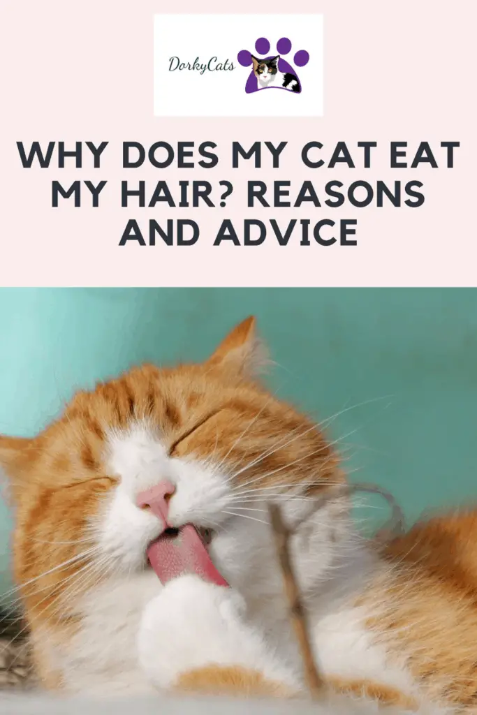 Why does my cat eat my hair - Pinterest Pin