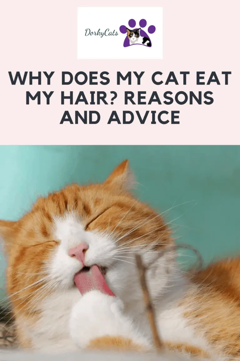 WHY DOES MY CAT EAT MY HAIR? 11 REASONS AND ADVICE