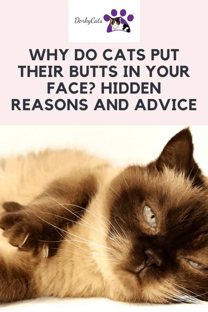 Why do cats put their butts in your face - Pinterest Pin
