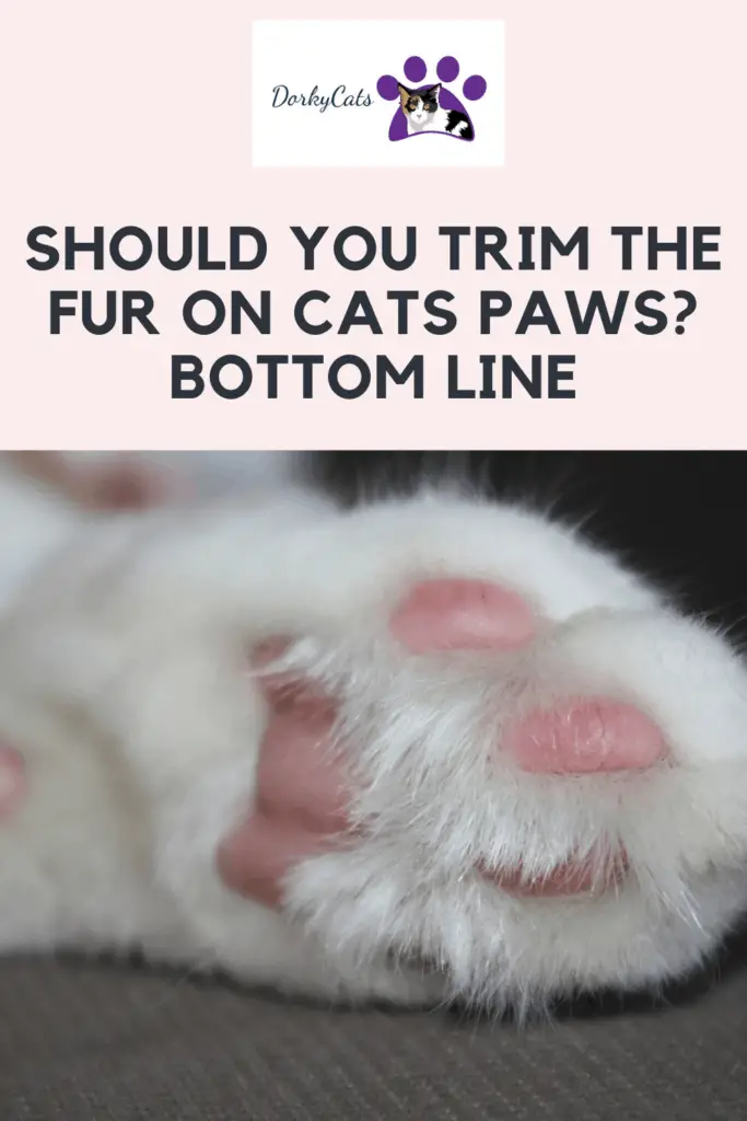 SHOULD YOU TRIM THE FUR ON CATS' PAWS? BOTTOM LINE