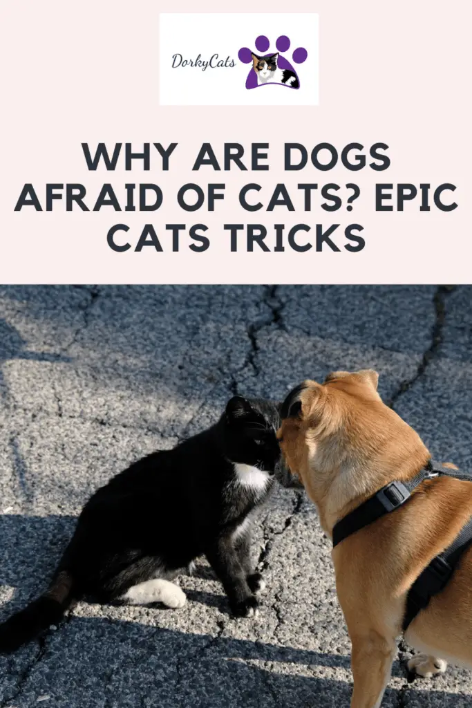 Why are dogs afraid of cats - Pinterest Pin
