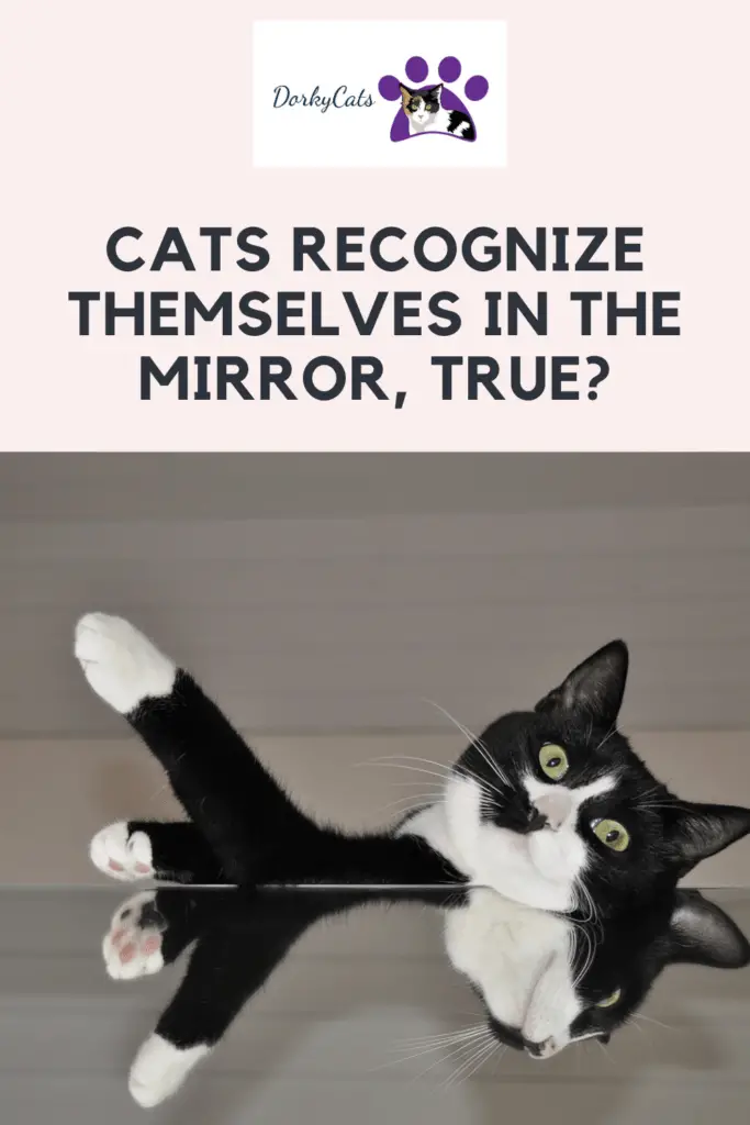 Cats recognize themselves in the mirror-Pinterest Pin