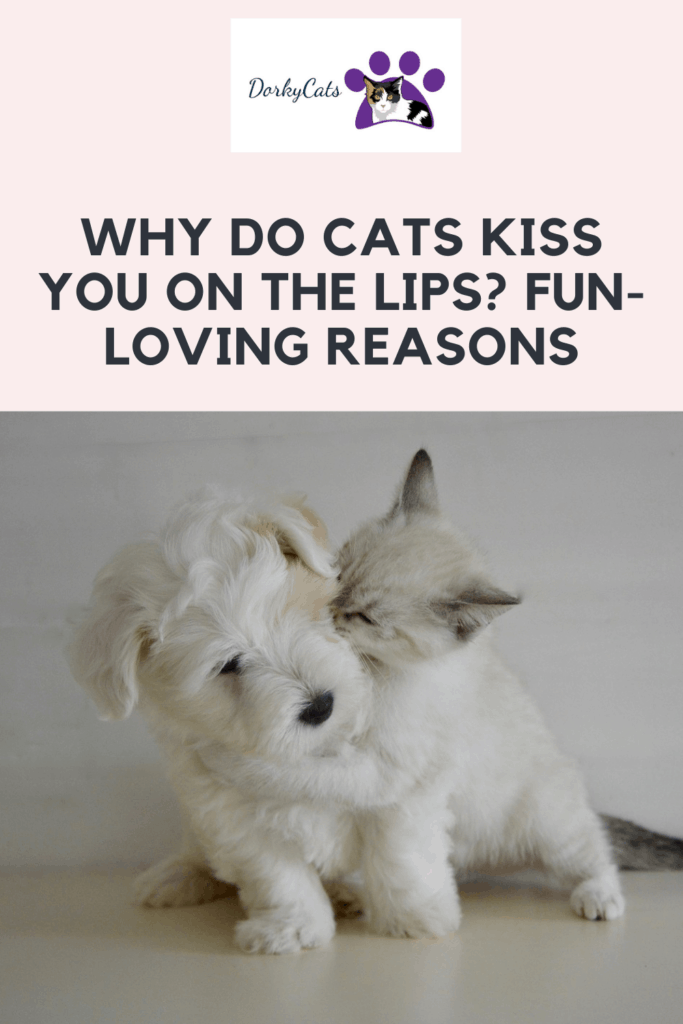 Why do cats kiss you on the lips - 