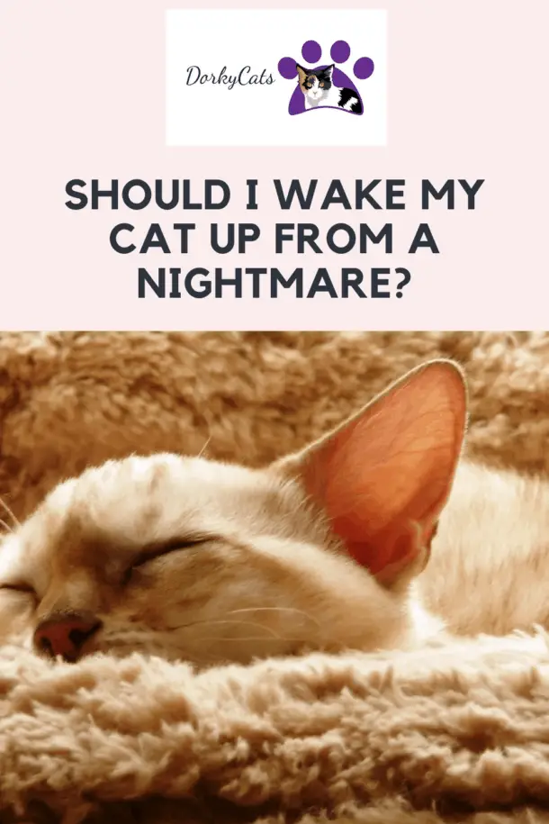 SHOULD I WAKE MY CAT UP FROM A NIGHTMARE? 3+ REASONS NOT TO