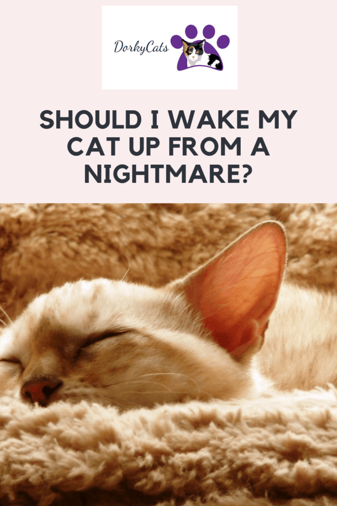 Should I wake my cat up from a nightmare - Pinterest Pin