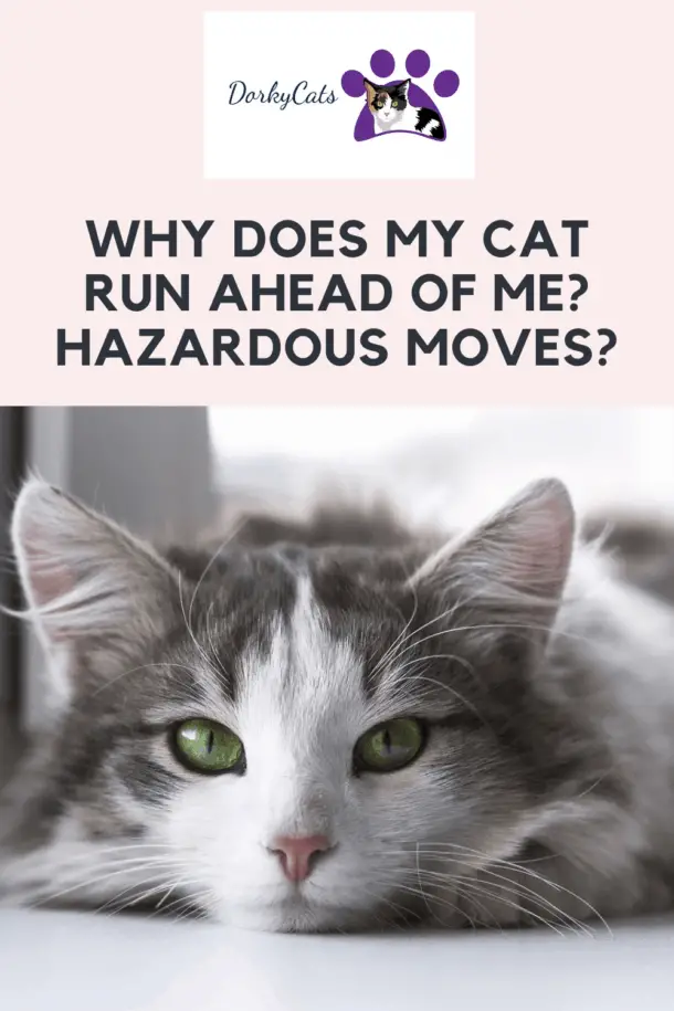 WHY DOES MY CAT RUN AHEAD OF ME? HAZARDOUS MOVES?