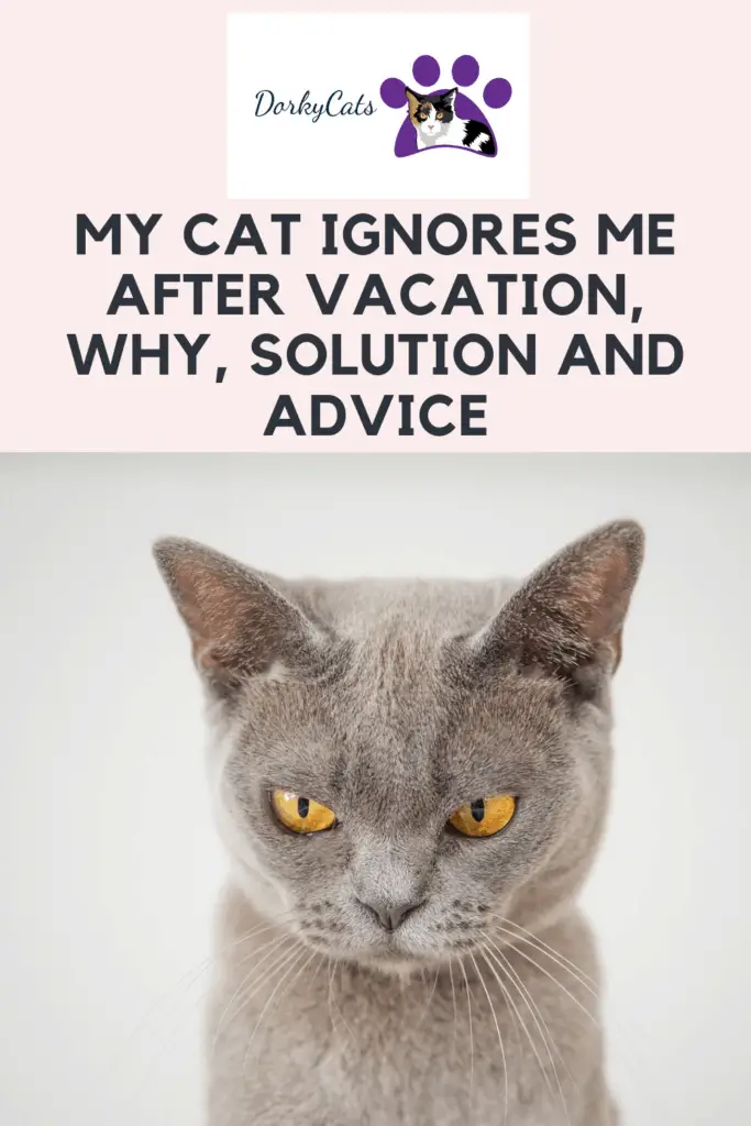 My cat ignores me after vacation - Pinterest Pin
