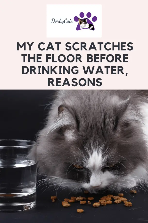 MY CAT SCRATCHES THE FLOOR BEFORE DRINKING WATER (7+ SURPRISING REASONS)