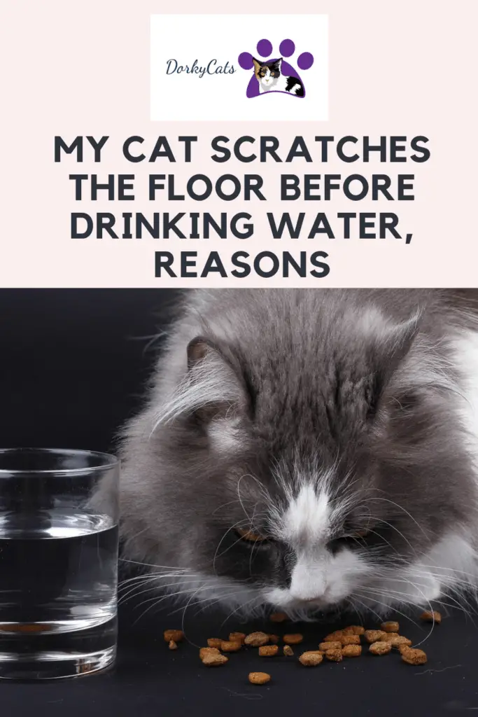 My cat scratches the floor before drinking water - Pinterest Pin
