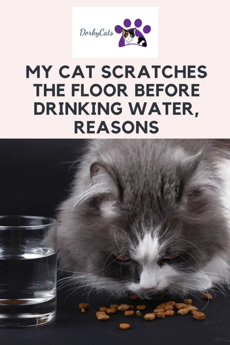 MY CAT SCRATCHES THE FLOOR BEFORE DRINKING WATER (7+ SURPRISING REASONS)