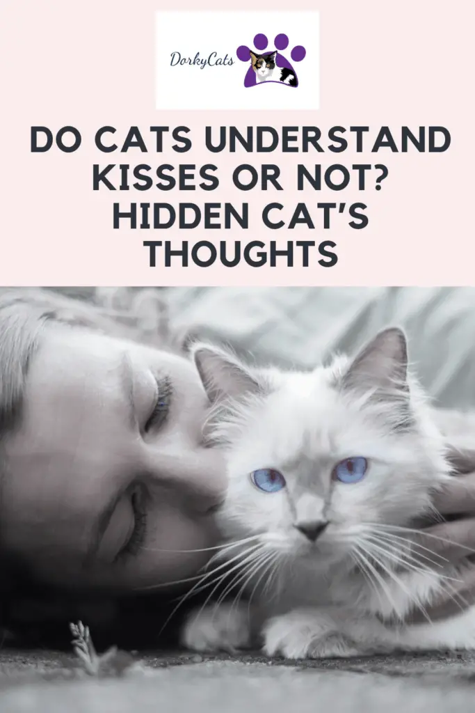 Do cats understand kisses? What happens after you kiss your cat?