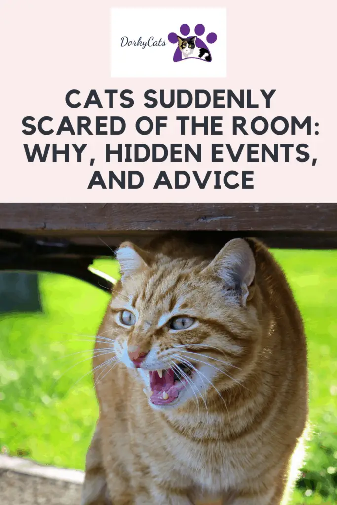 Cats suddenly scared of the room Pinterest Pin