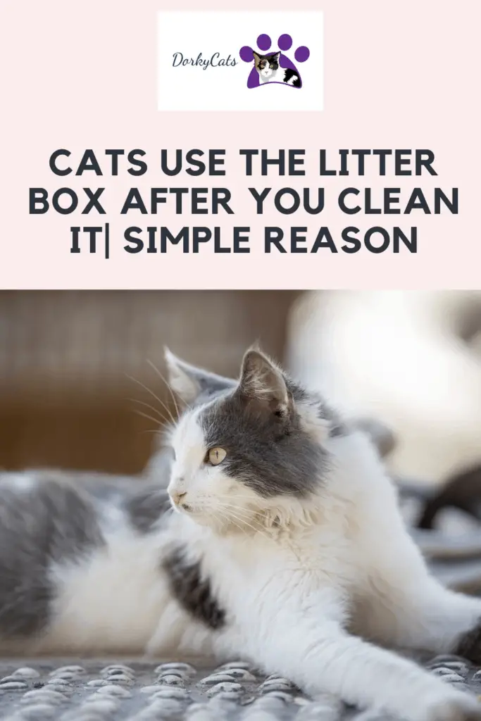 Cats use the litter box after you clean it - Pinterest Pin
