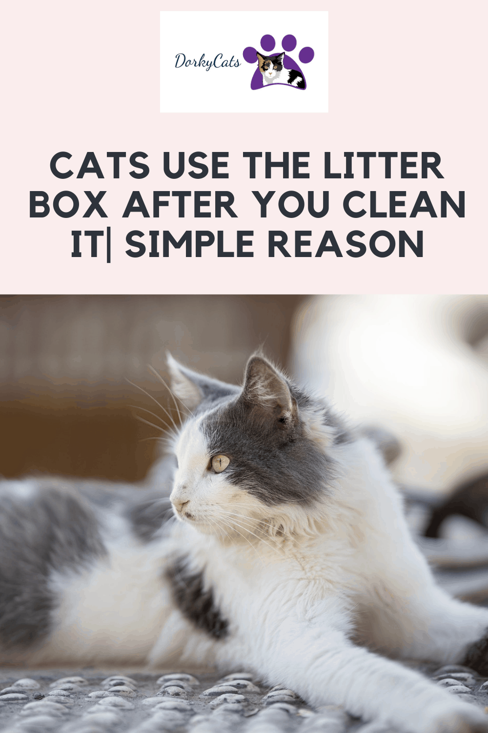 WHY DO CATS USE THE LITTER BOX AFTER YOU CLEAN IT? 3 SIMPLE REASON