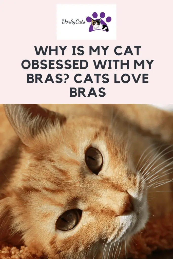 WHY IS MY CAT OBSESSED WITH MY BRAS? (WE FIND OUT!)