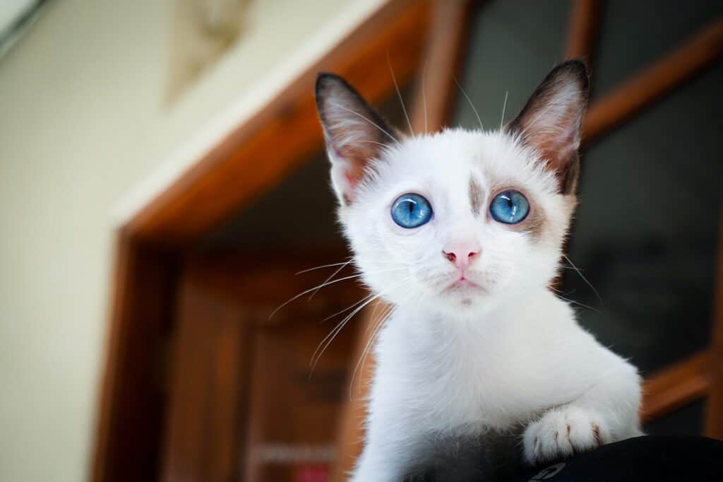 CATS EATING TOILET PAPER EXPLAINED, SECRETS AND ADVICE