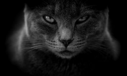 DO CATS HOLD GRUDGES? WHY, HOW LONG, AND ADVICE