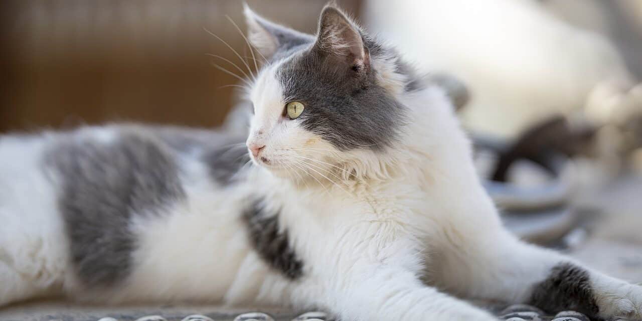 CATS USE THE LITTER BOX AFTER YOU CLEAN IT SIMPLE REASON