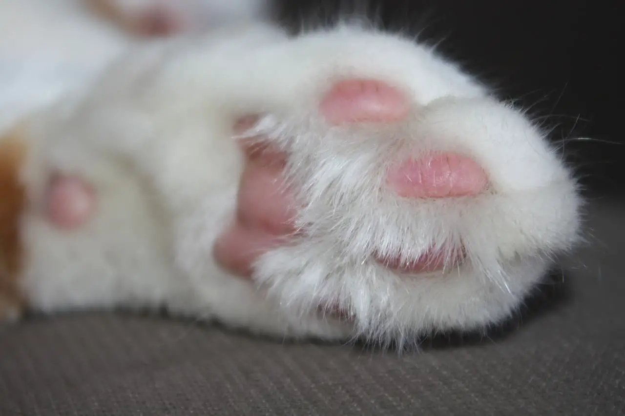 Should you trim the fur on cats' paws