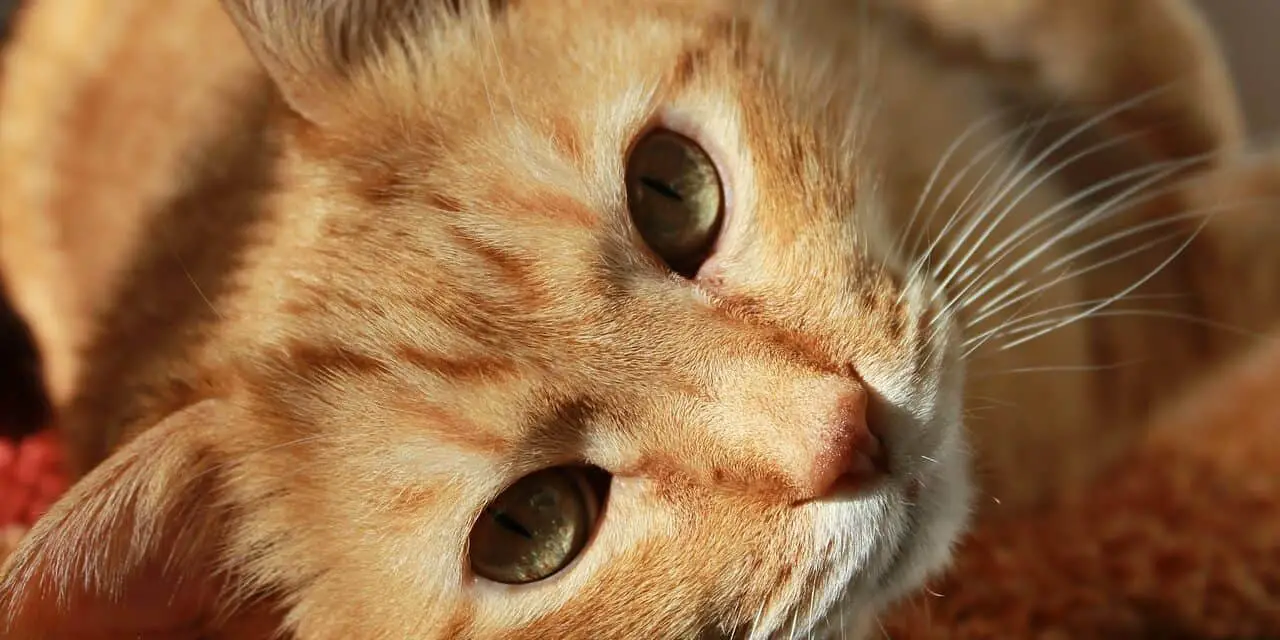 WHY IS MY CAT OBSESSED WITH MY BRAS? CATS LOVE BRAS
