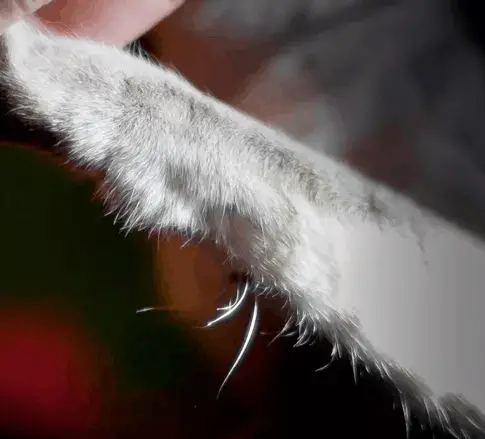SHOULD YOU TRIM THE FUR ON CATS' PAWS? BOTTOM LINE